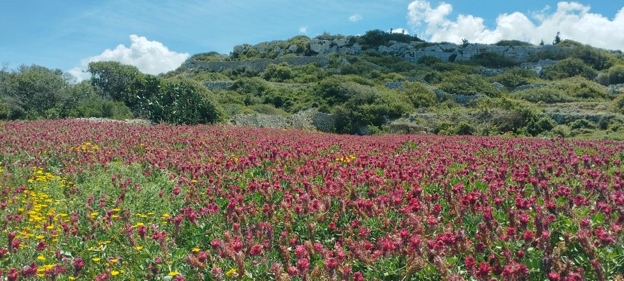 Ta' Gingel Farm Agriturisim B&b. Malta *