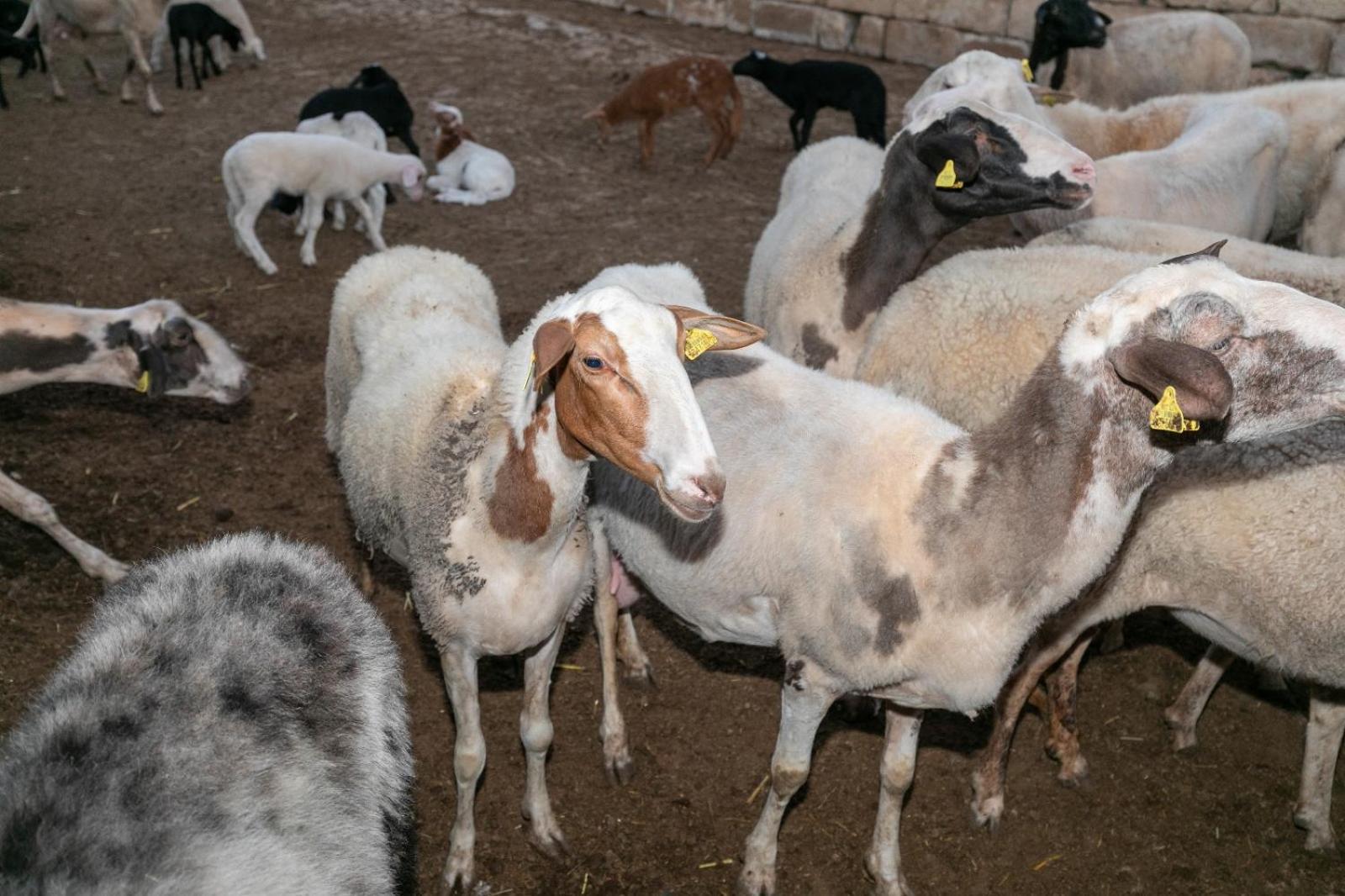 Séjour à la ferme Ta' Gingel Farm Agriturisim B&b. Malta San Pawl il-Baħar