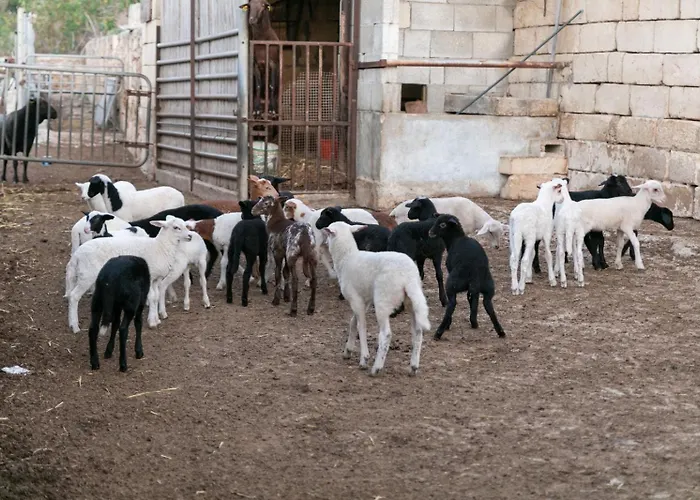 Ta\' Gingel Farm Agriturisim B&B. Malta