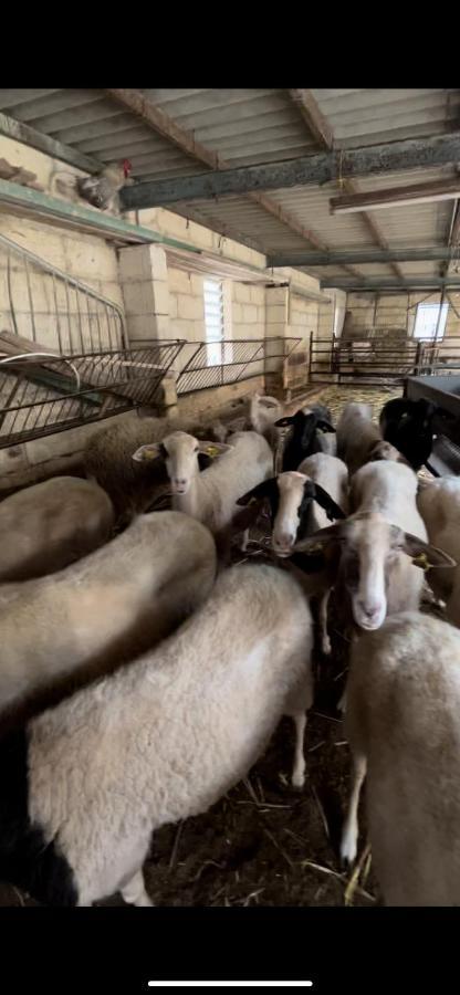 Farm stay Ta' Gingel Farm Agriturisim B&b. Malta *