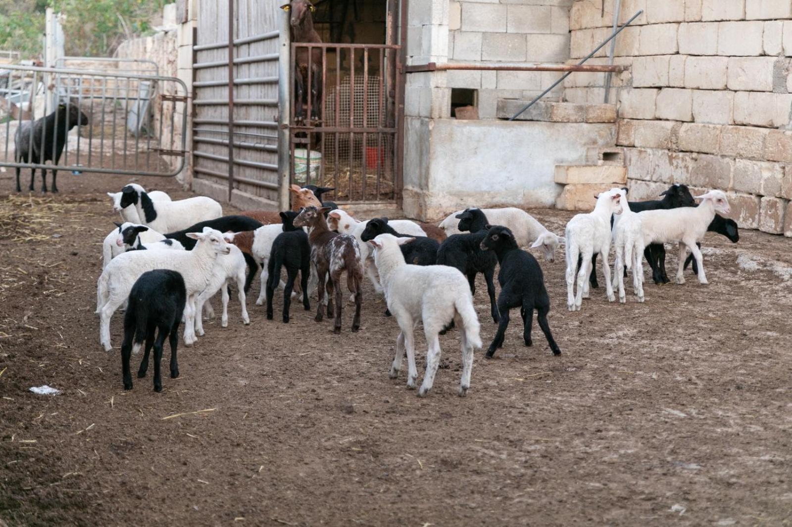 Farm stay Ta' Gingel Farm Agriturisim B&b. Malta St. Paul's Bay