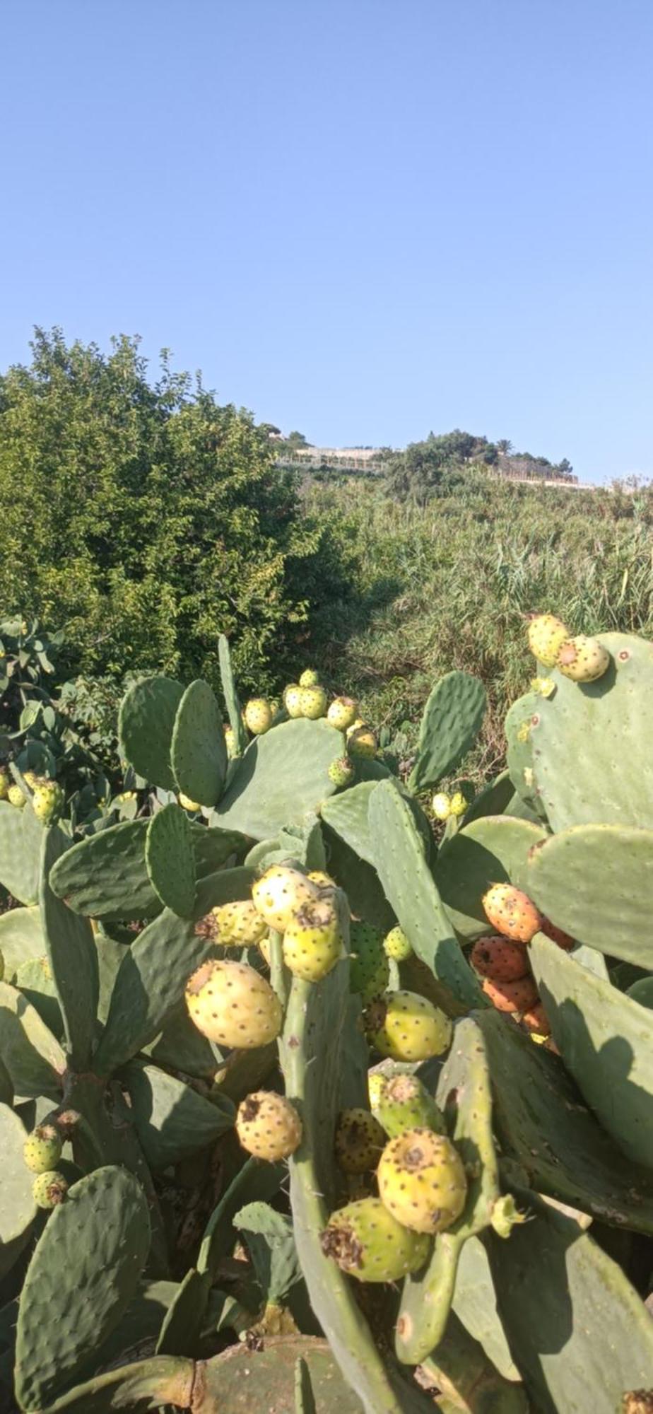 Ta' Gingel Farm Agriturisim B&b. Malta *